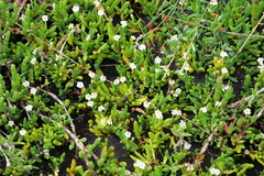 Wilsonia backhousei
