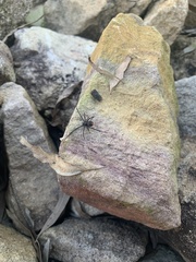 Latrodectus hasselti