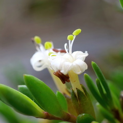 Wilsonia backhousei