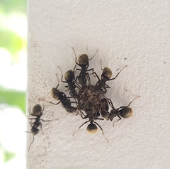 Dolichoderus bispinosus