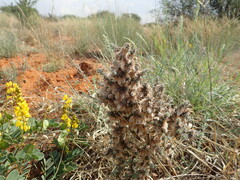 Melolobium canescens