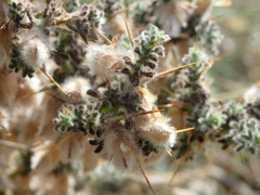 Melolobium canescens