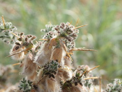 Melolobium canescens