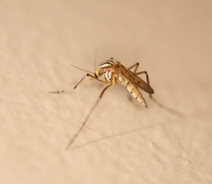 Aedes vittiger