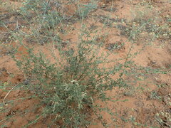 Melolobium microphyllum