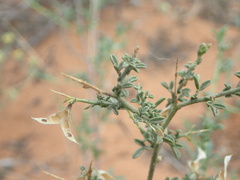 Melolobium microphyllum