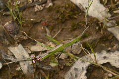 Acrida conica