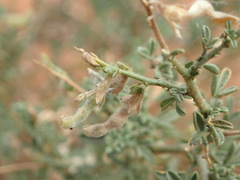 Melolobium microphyllum
