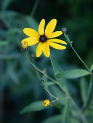 Coreopsis tripteris