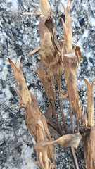 Gentianella campestris