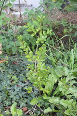 Ligustrum ovalifolium