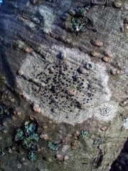 Lecidella elaeochroma