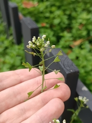 Capsella bursa-pastoris