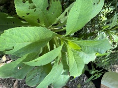 Blumea aromatica