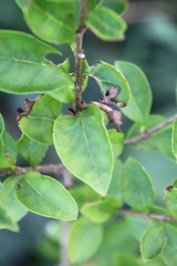 Ligustrum ovalifolium