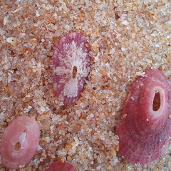 Fissurella mutabilis