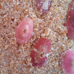 Fissurella mutabilis