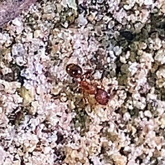 Pheidole pilifera