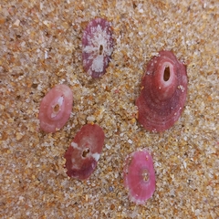 Fissurella mutabilis