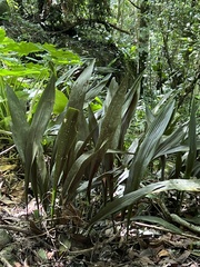 Aspidistra elatior