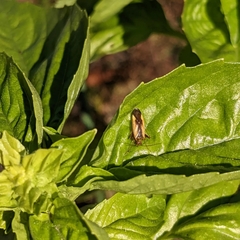Adelphocoris suturalis