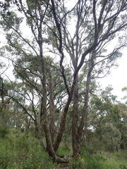 Eucalyptus polyanthemos