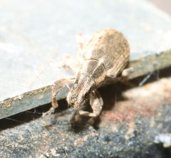 Sitona discoideus