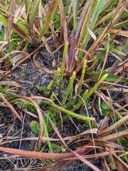 Lycopodiella appressa