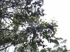 Eucalyptus polyanthemos