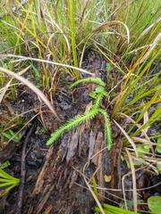 Lycopodiella appressa