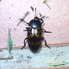 Megischyrus