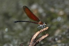 Euphaea ochracea