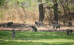 Chlorocebus pygerythrus