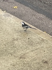 Motacilla alba yarrellii