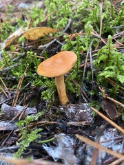 Lactarius aurantiacus