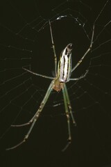 Leucauge decorata