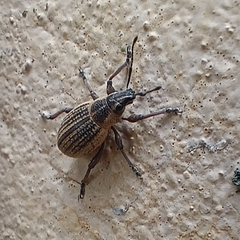 Sciobius