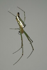 Leucauge decorata