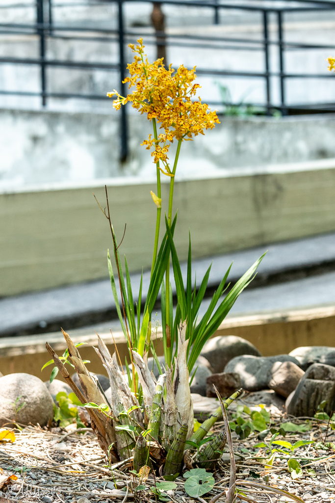 Cyrtopodium valebellae