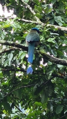 Momotus aequatorialis