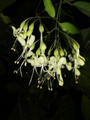 Clerodendrum garrettianum