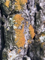 Xanthomendoza weberi