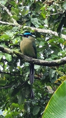 Momotus aequatorialis