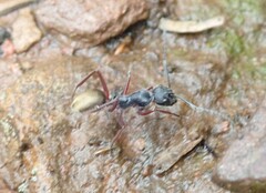 Camponotus suffusus bendigensis