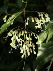 Clerodendrum garrettianum