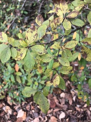 Forestiera ligustrina