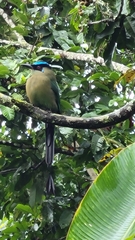 Momotus aequatorialis