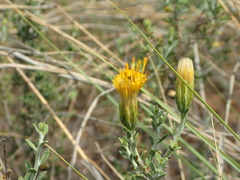 Pegolettia