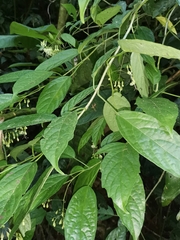 Clerodendrum garrettianum