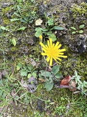 Hieracium maculatum